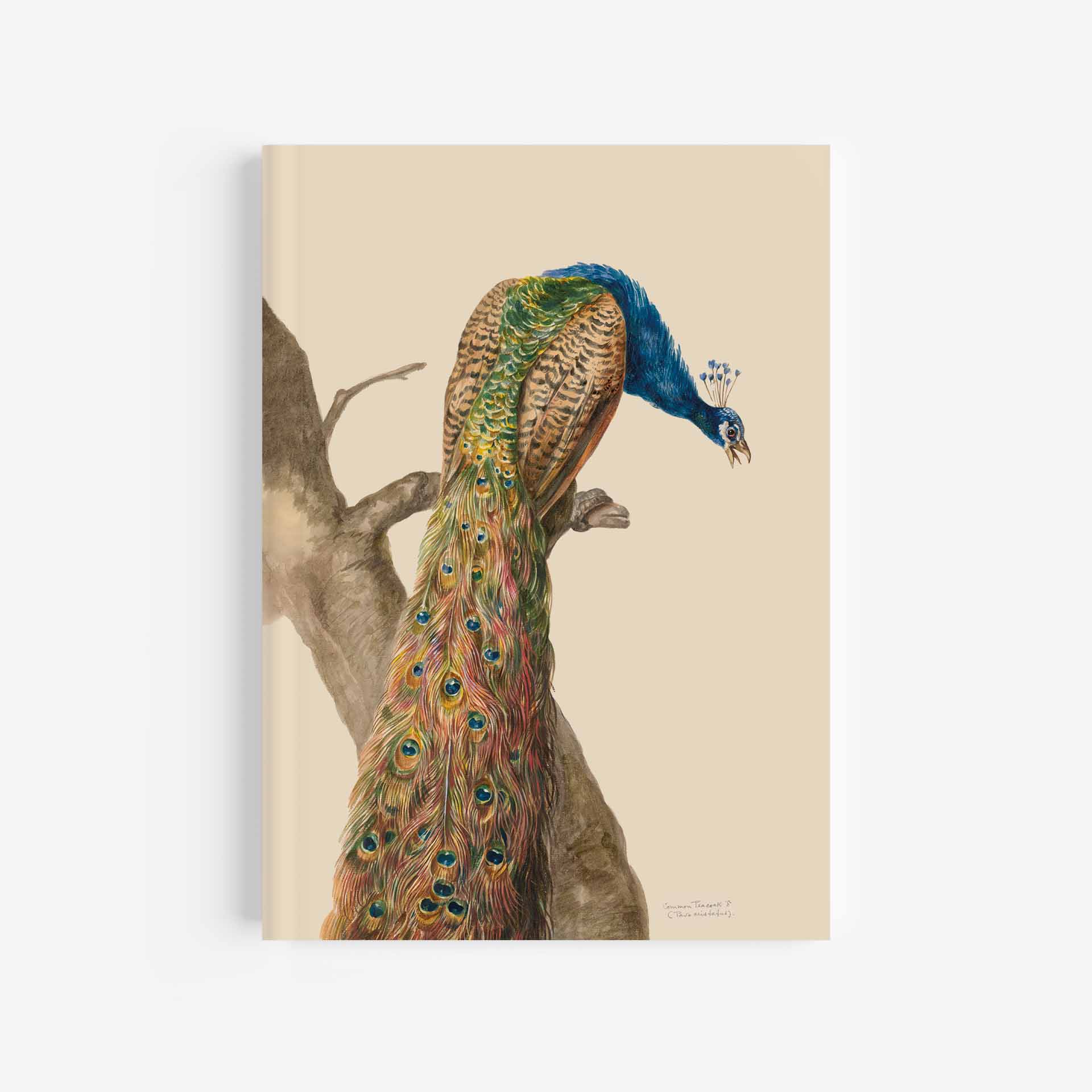 Peacock Journal / Notebook – 5In X 7In