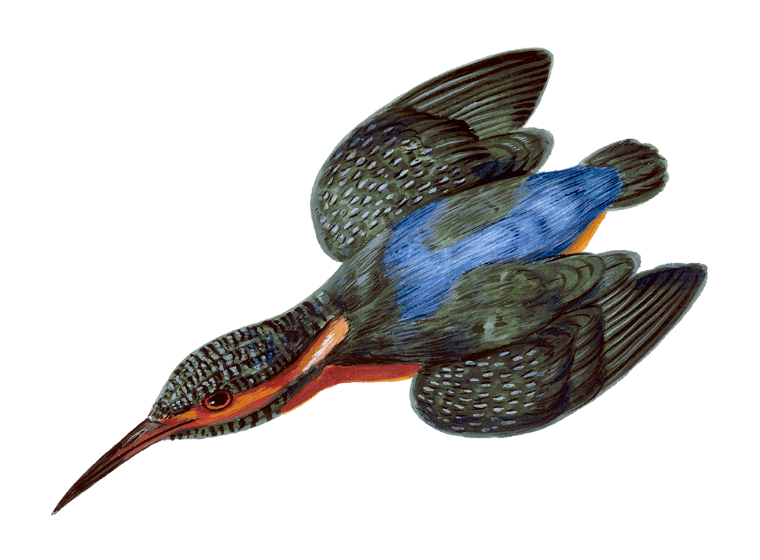 Model