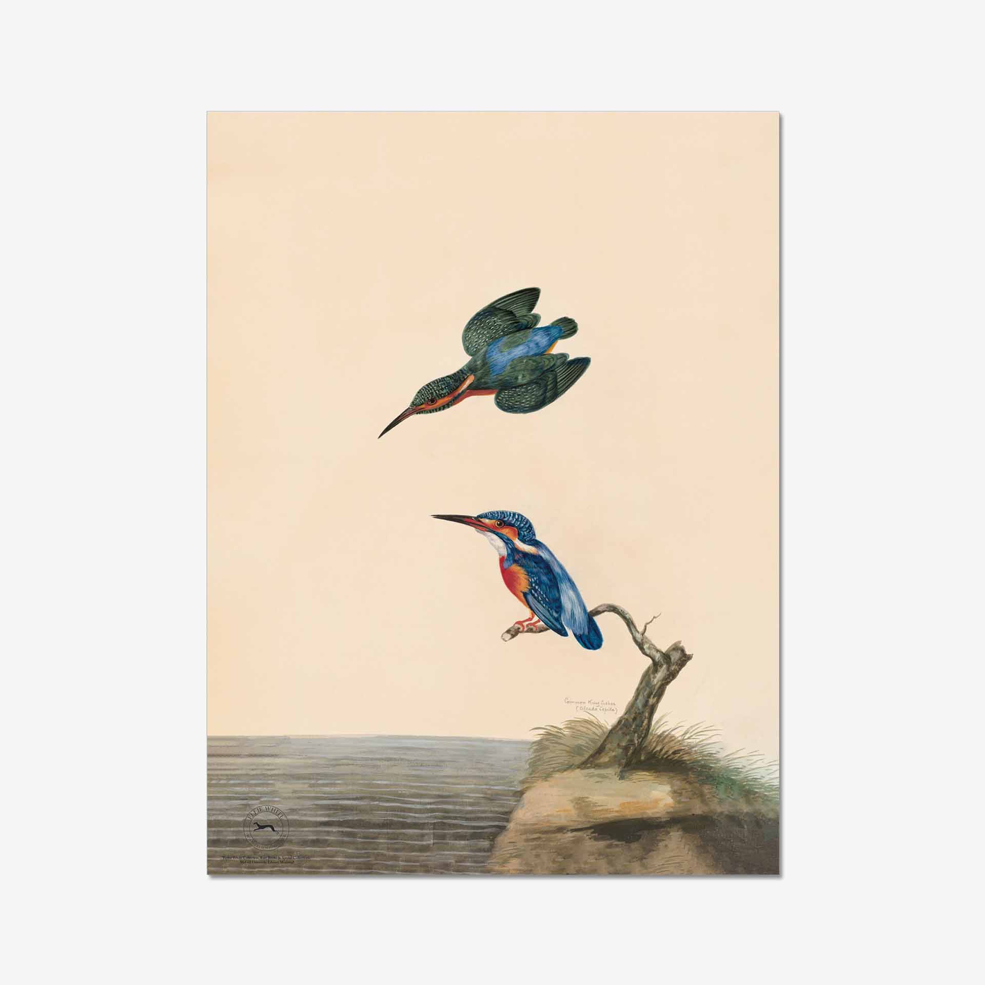 Featured image for “Kingfisher Fine Art Print”