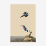 Kingfishers Greetings Card | Packs of 10/20/50