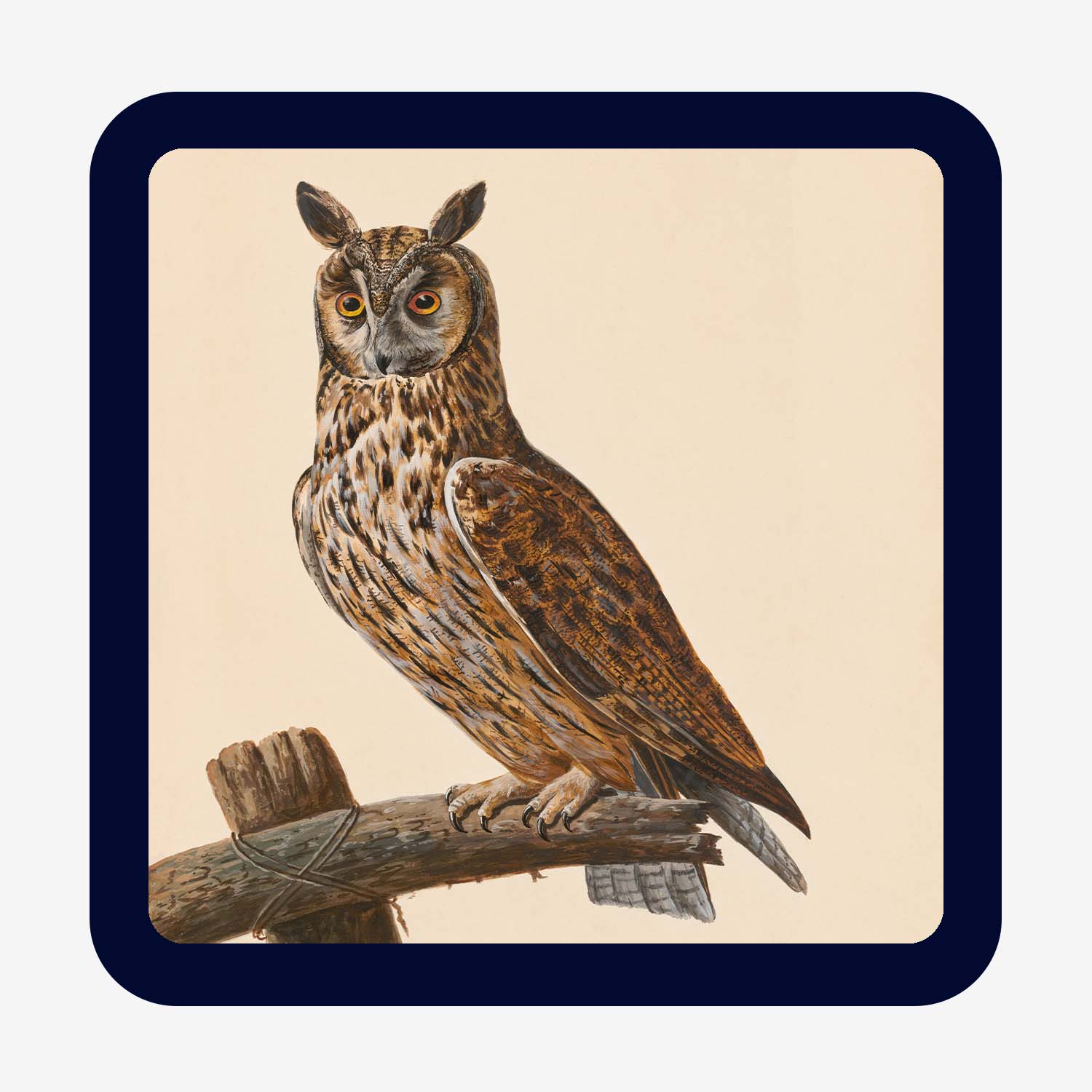 Long-Eared Owl Coaster