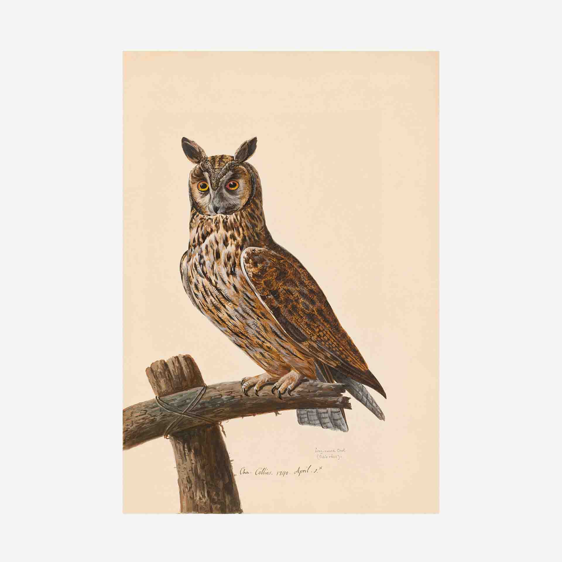 Long-Eared Owl Greetings Card | Packs Of 10/20/50