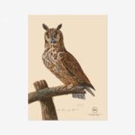 Long Eared Owl Fine Art Print