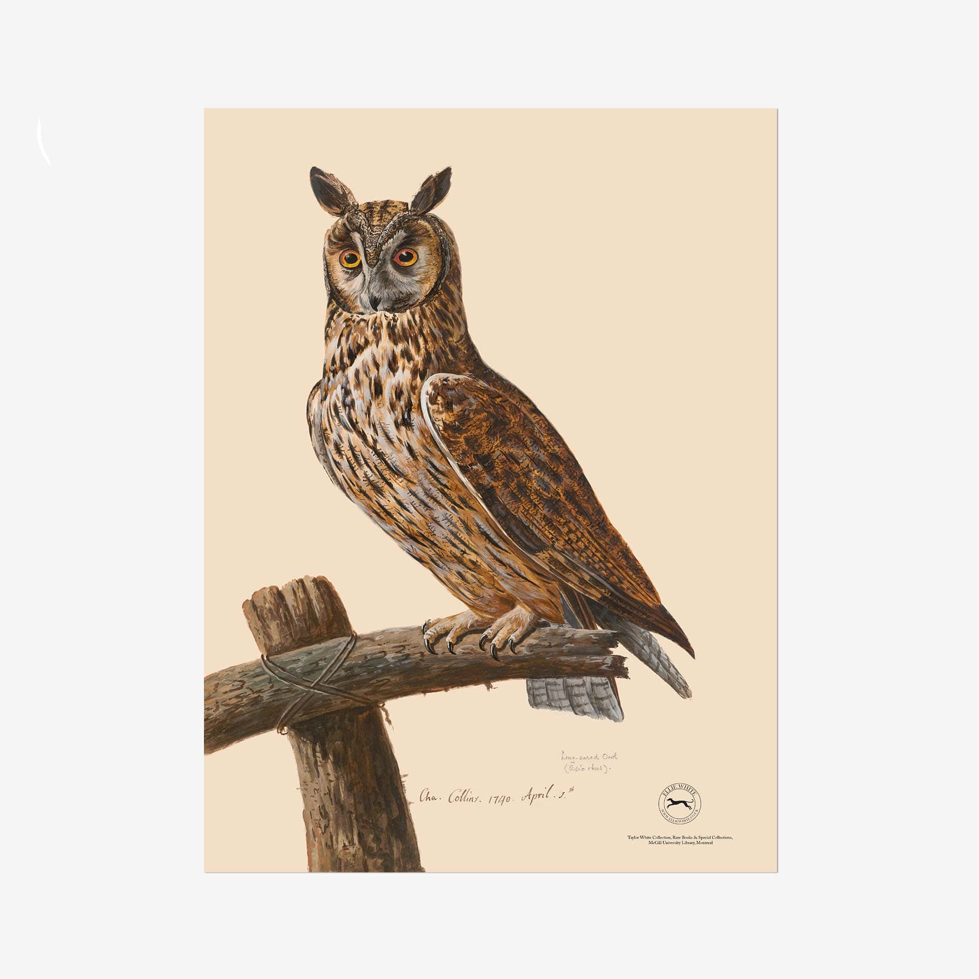 Long-Eared Owl Fine Art Print - 18in x 24in
