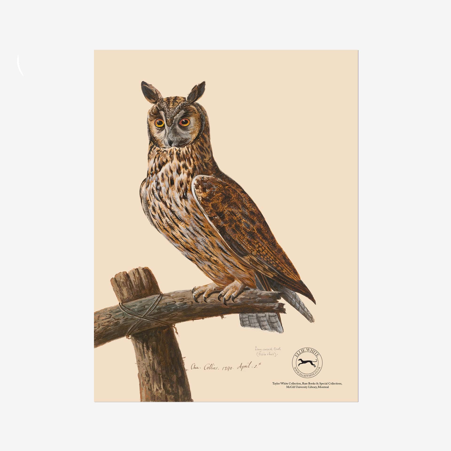 Long-Eared Owl Fine Art Print - 6in x 8in