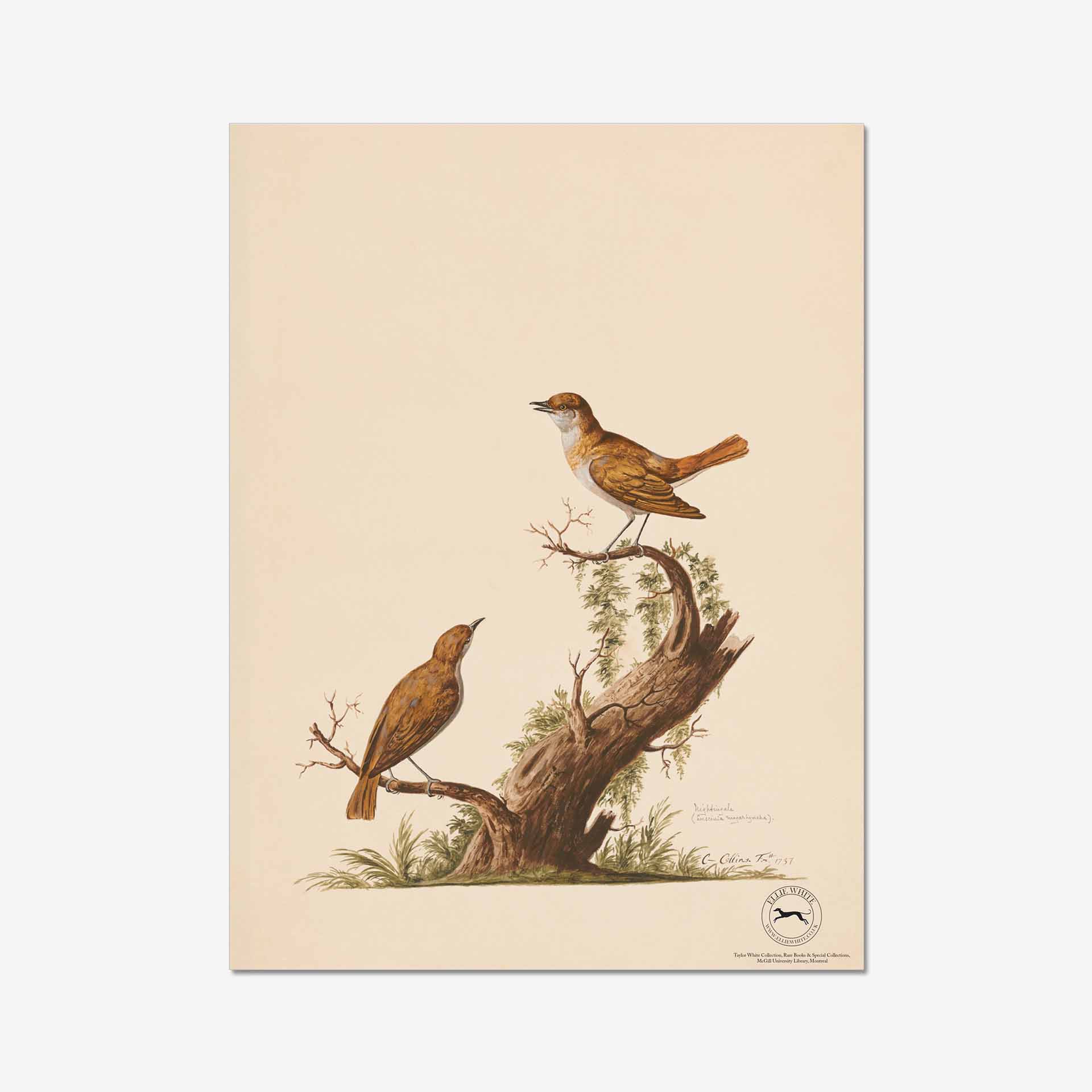 Nightingale Fine Art Print