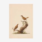 Nightingale Greetings Cards | Packs of 10/20/50
