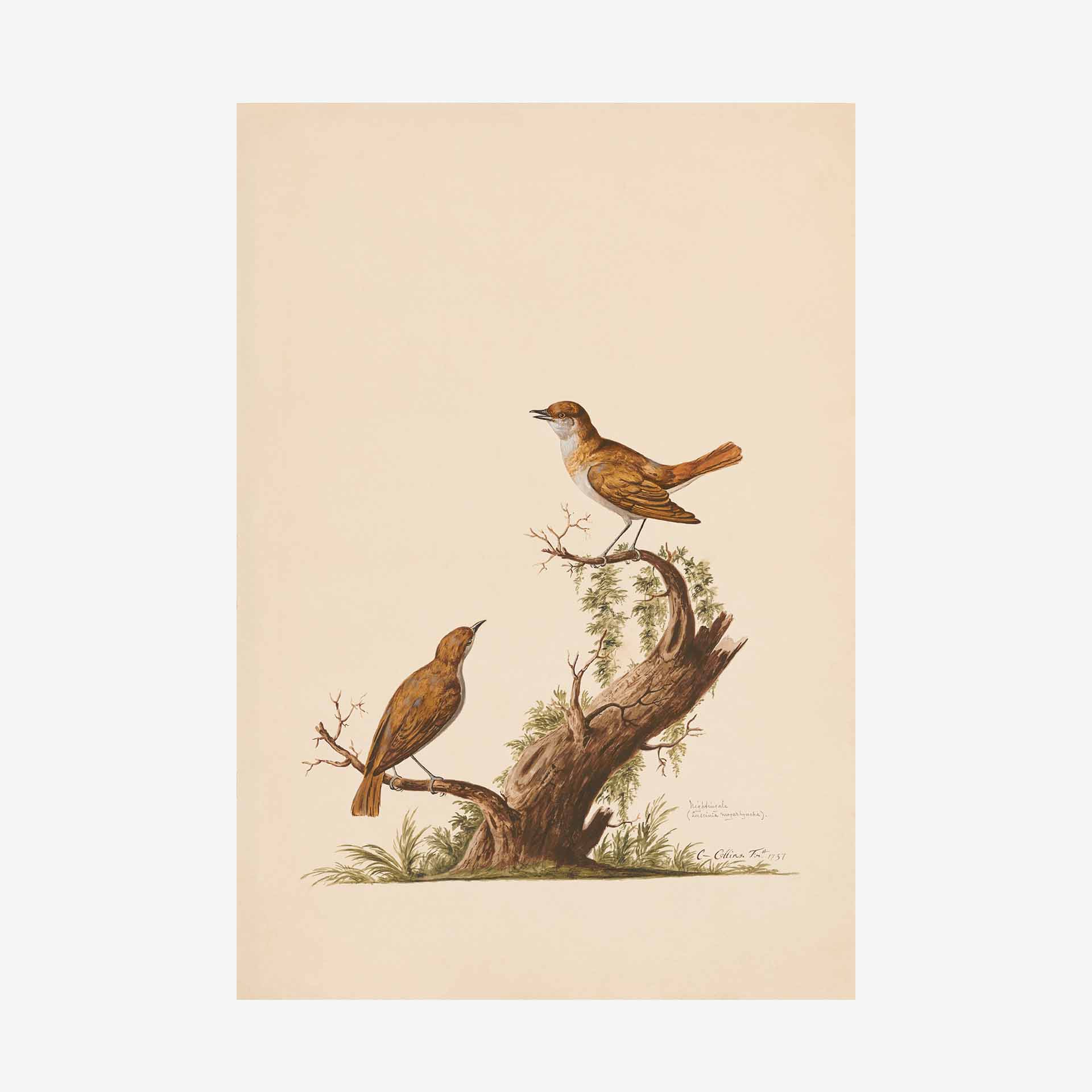 Nightingale Greetings Cards | Packs Of 10/20/50