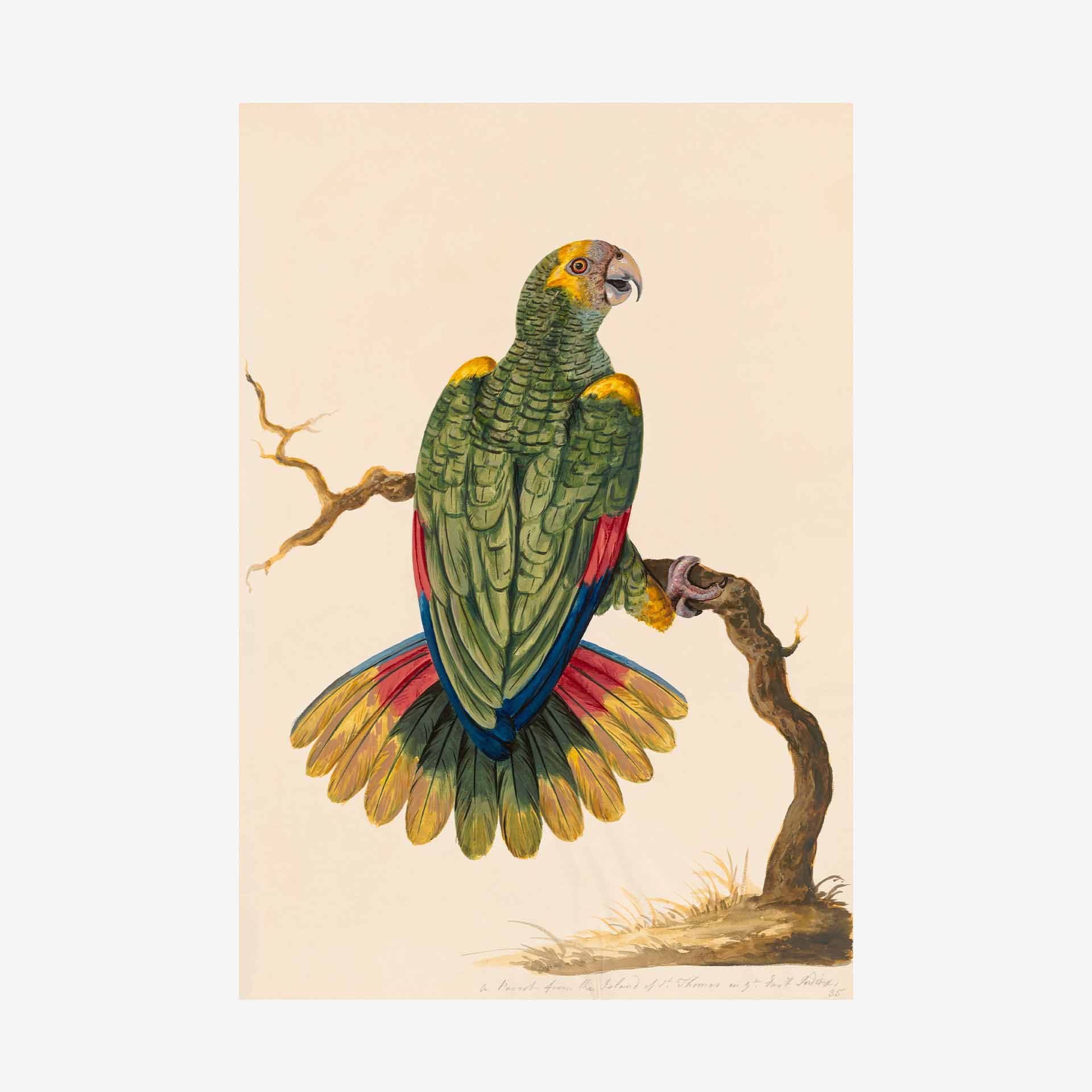 Parrot Of St Thomas Greetings Card | Packs Of 10/20/50
