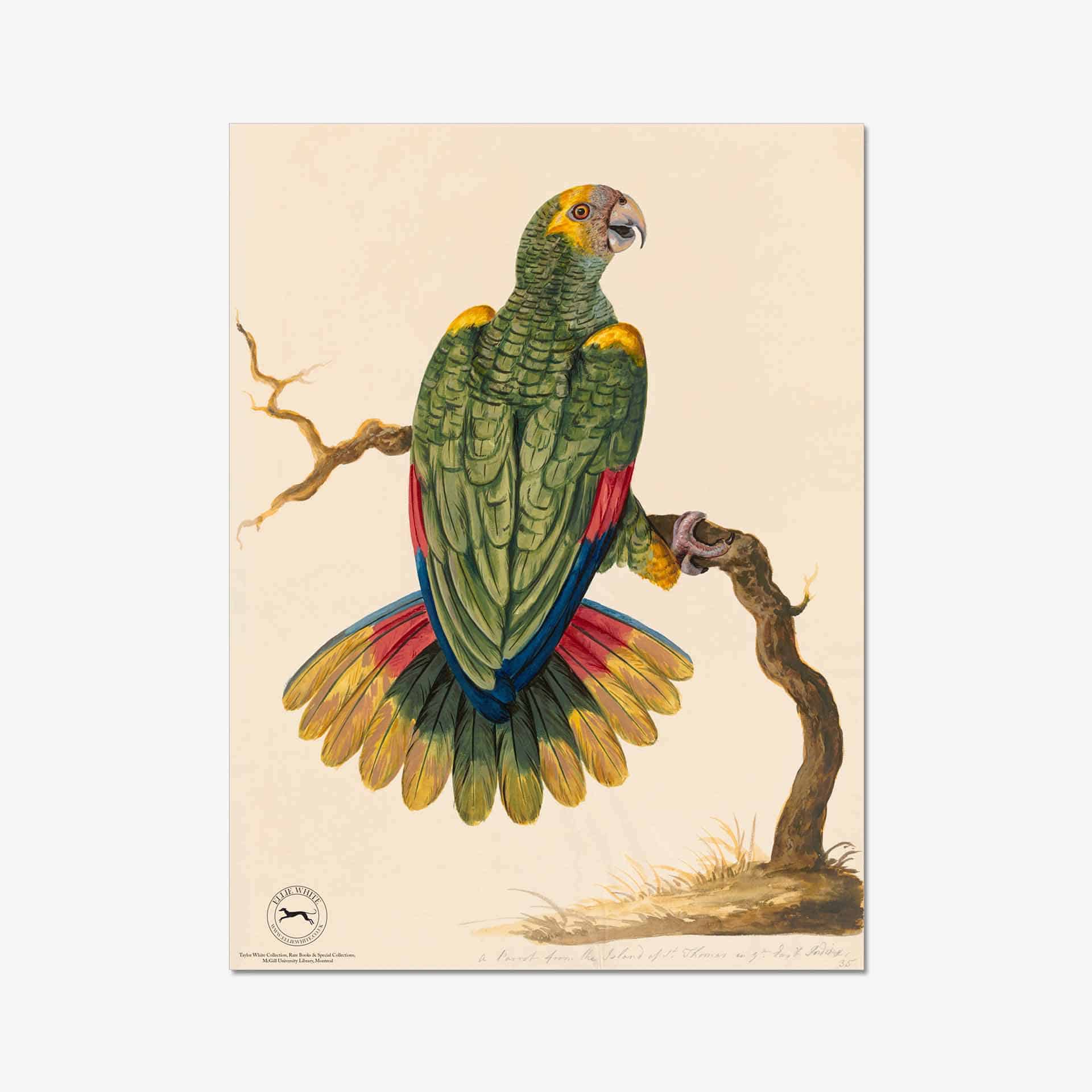 Parrot of St Thomas Fine Art Print