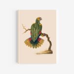 Parrot of St Thomas Journal / Notebook