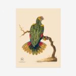 Parrot of St Thomas Fine Art Print