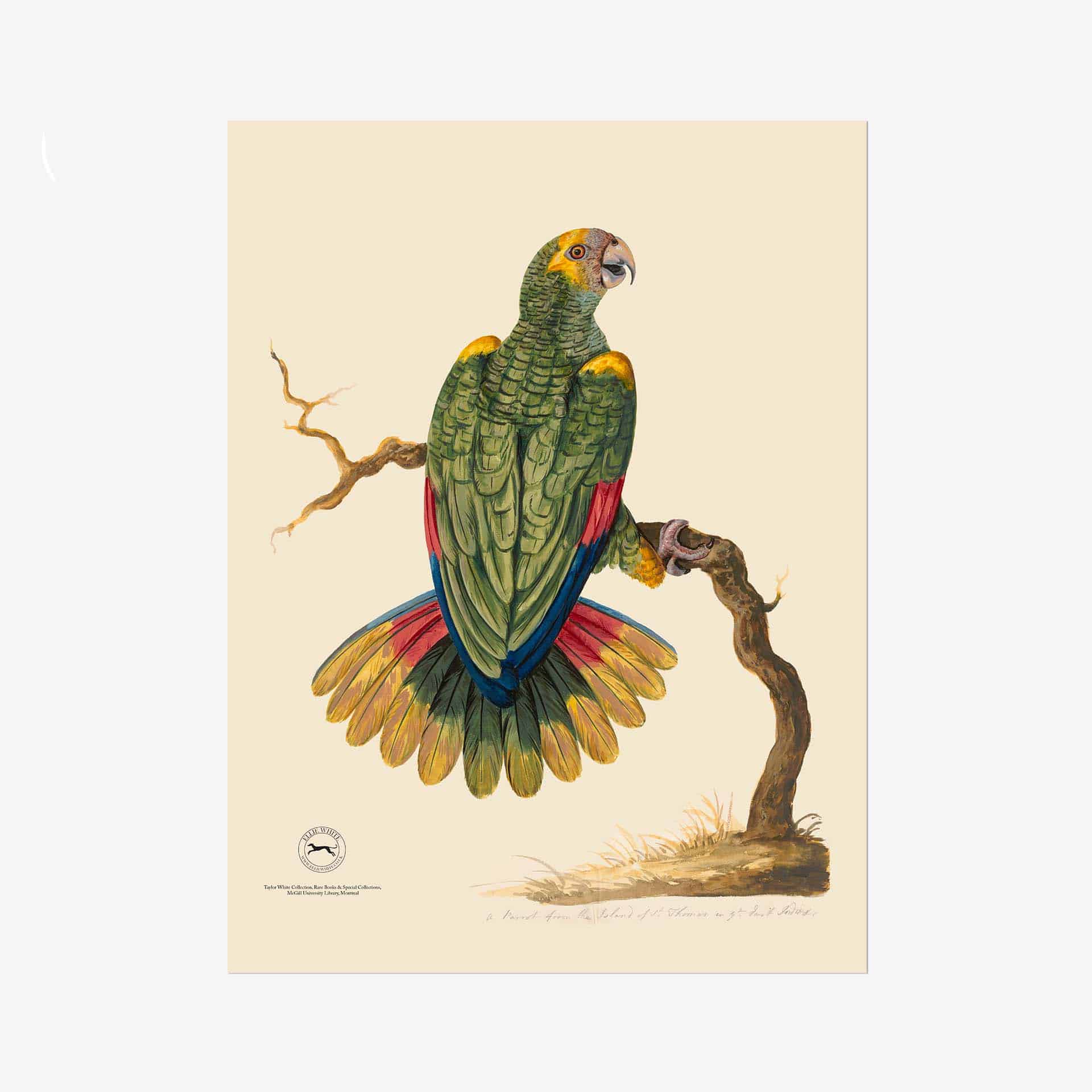 Parrot of St Thomas Fine Art Print - 18in x 24in