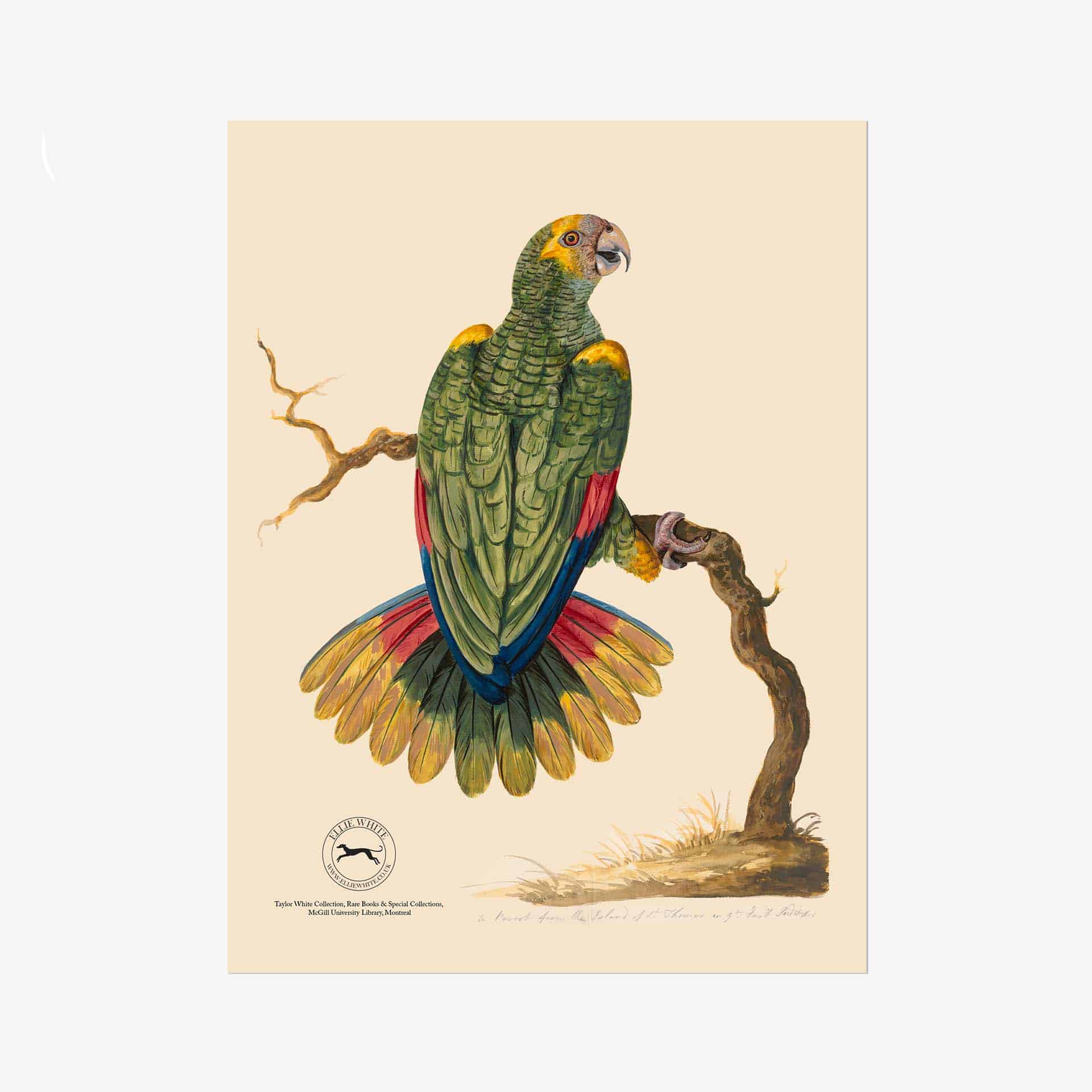 Parrot of St Thomas Fine Art Print - 6in x 8in