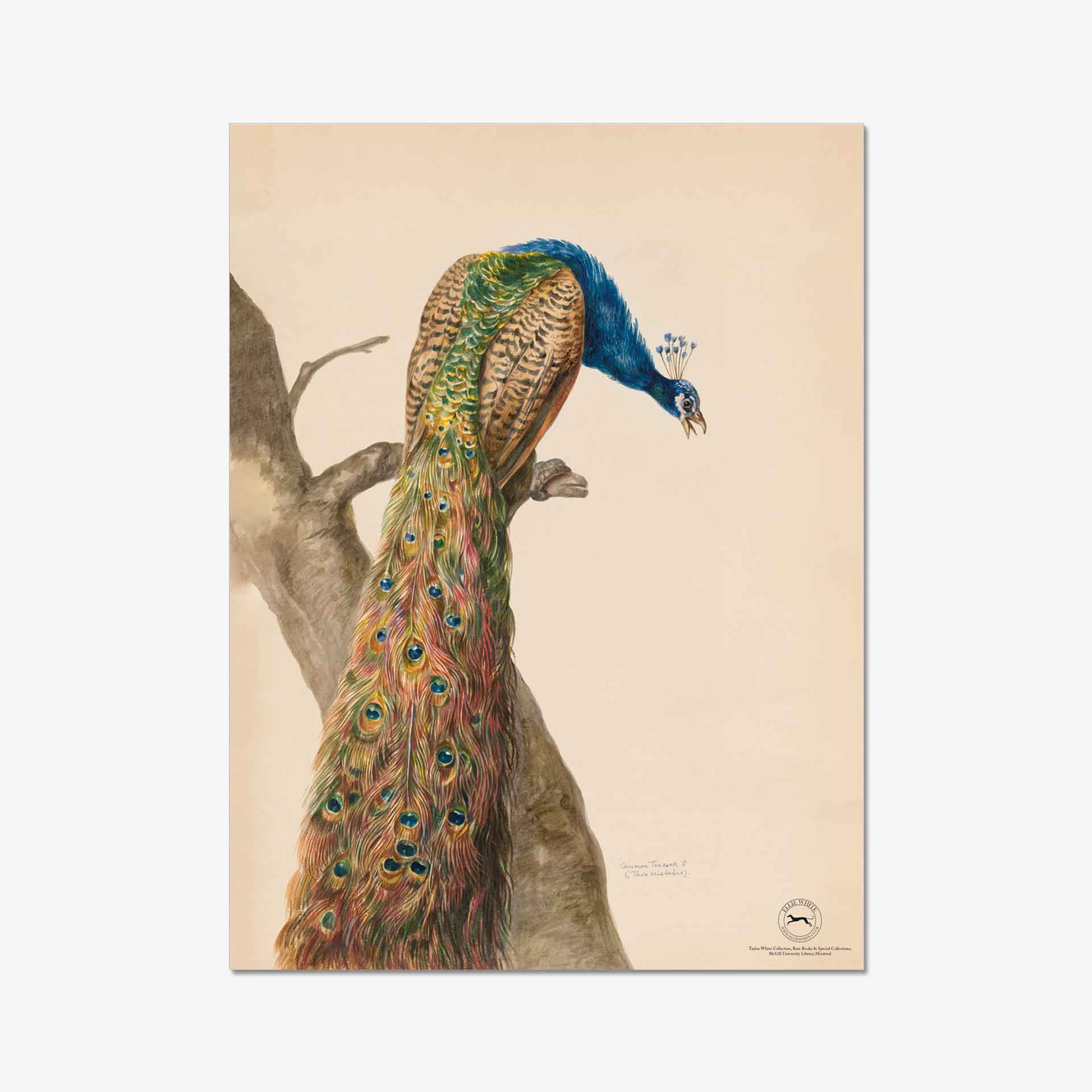 Featured image for “Peacock Fine Art Print”