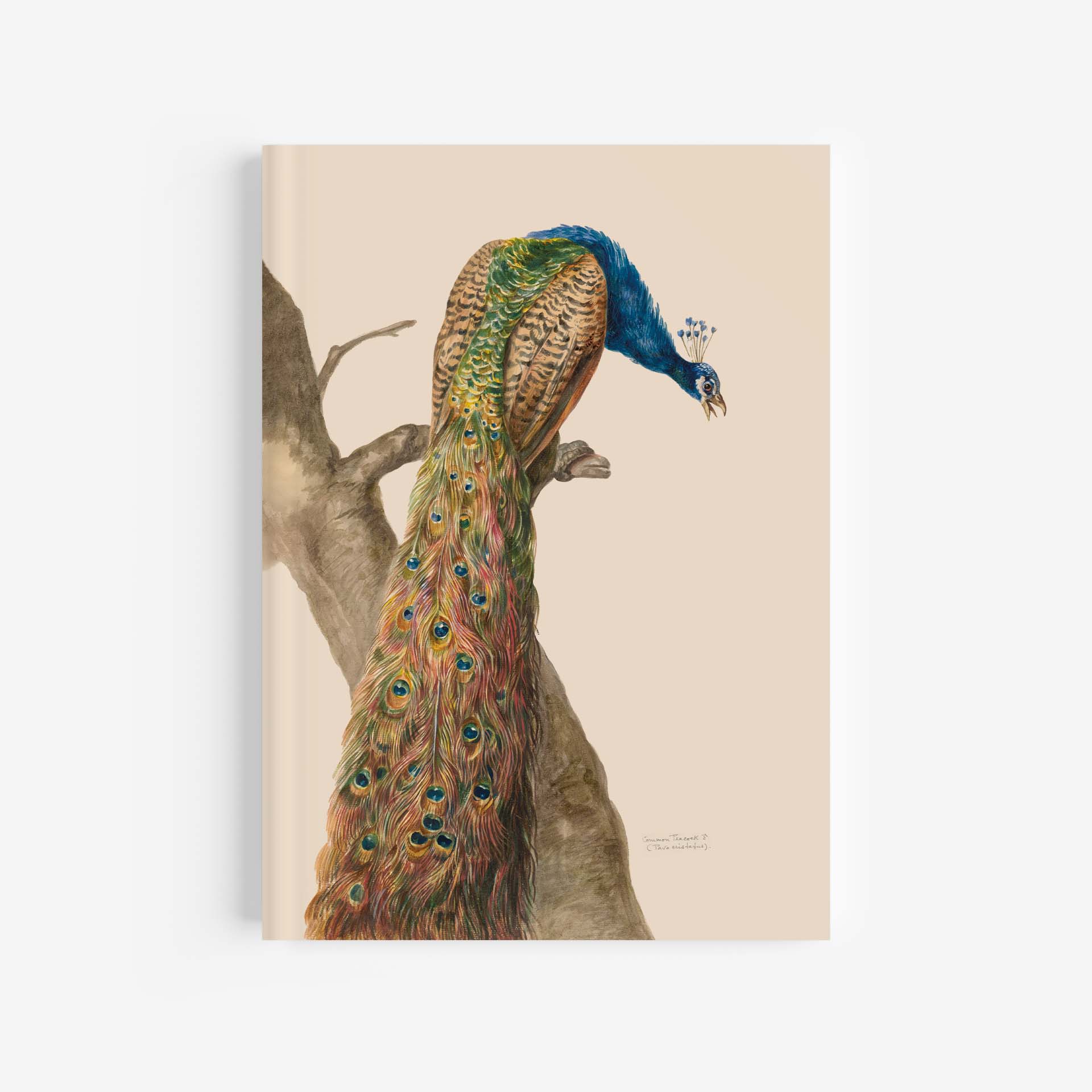 Peacock Journal / Notebook – A4