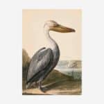 Pelican Greetings Card | Packs of 10/20/50