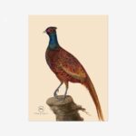 Pheasant Fine Art Print