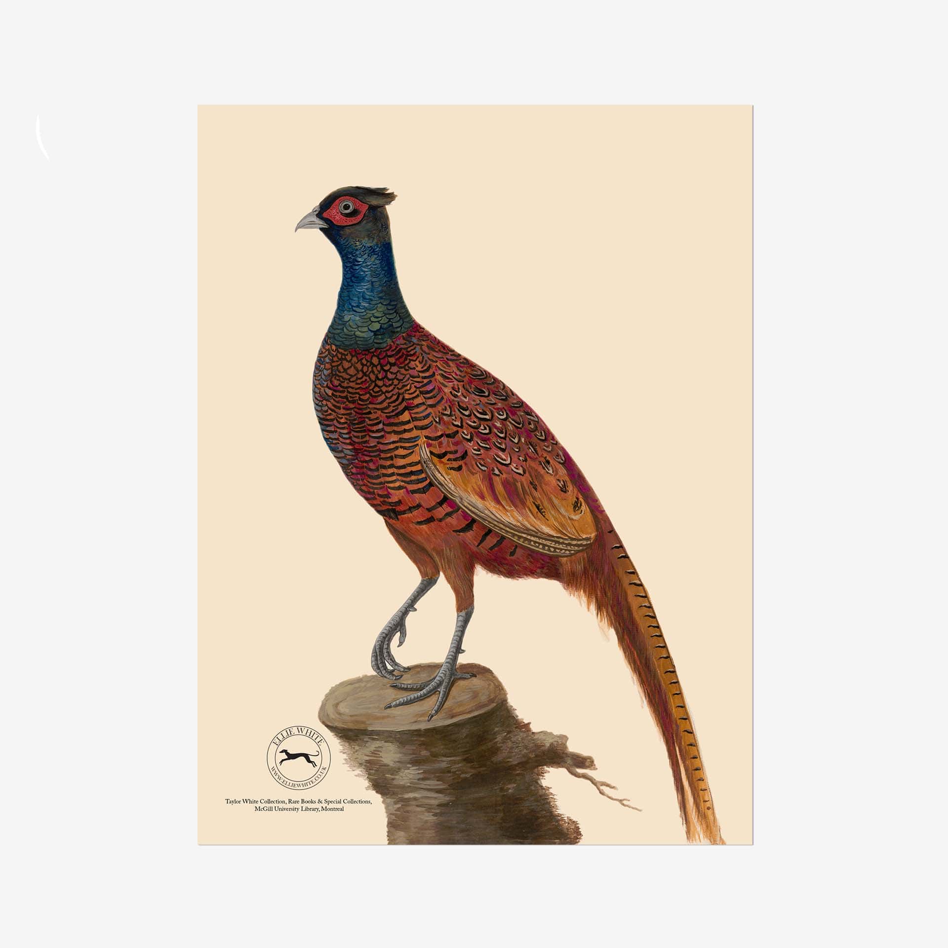 Pheasant Fine Art Print - 6in x 8in