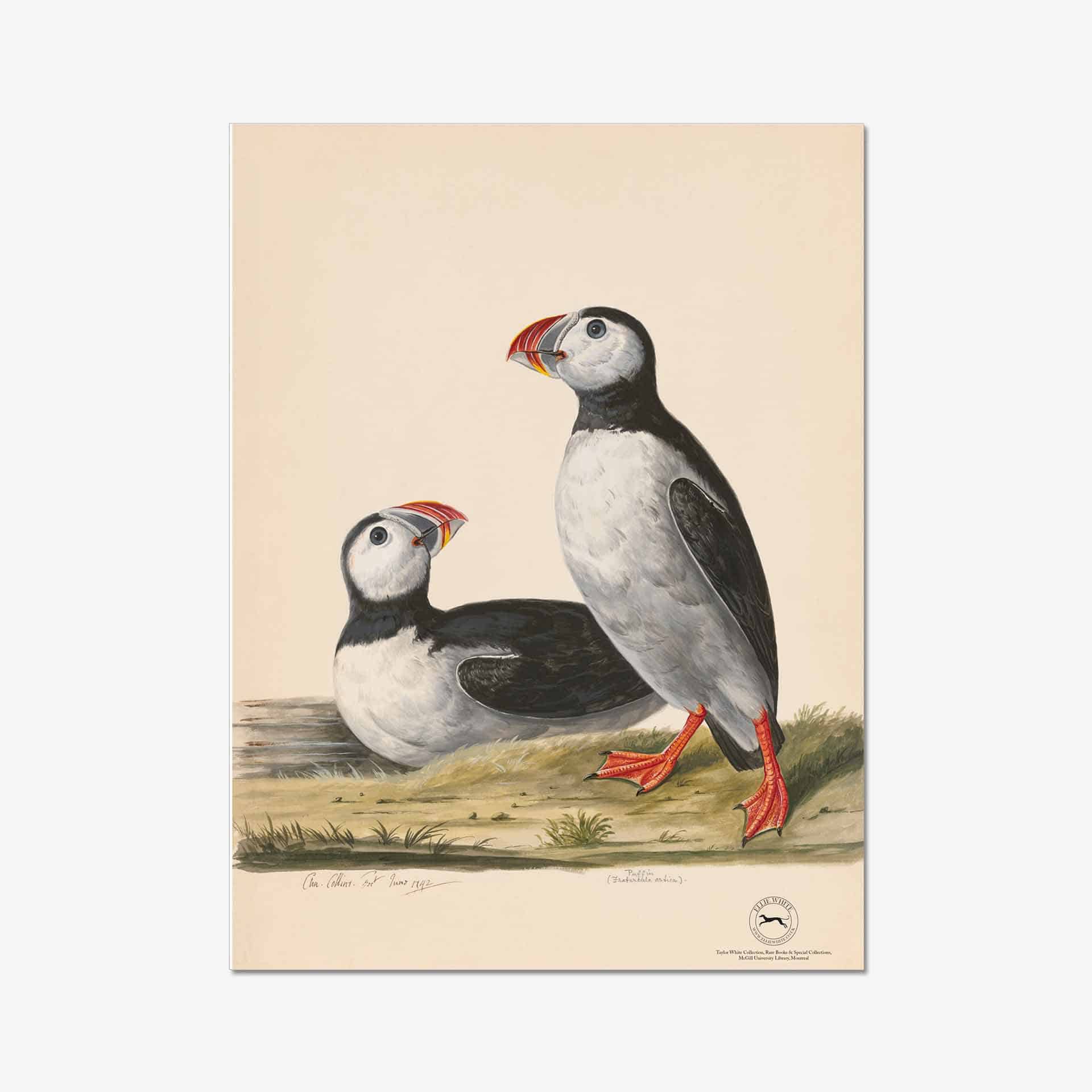 Puffin Fine Art Print