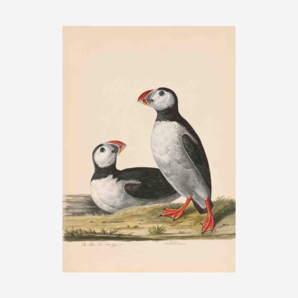 Puffin Greetings Cards - 4&Quot; X 6&Quot;
