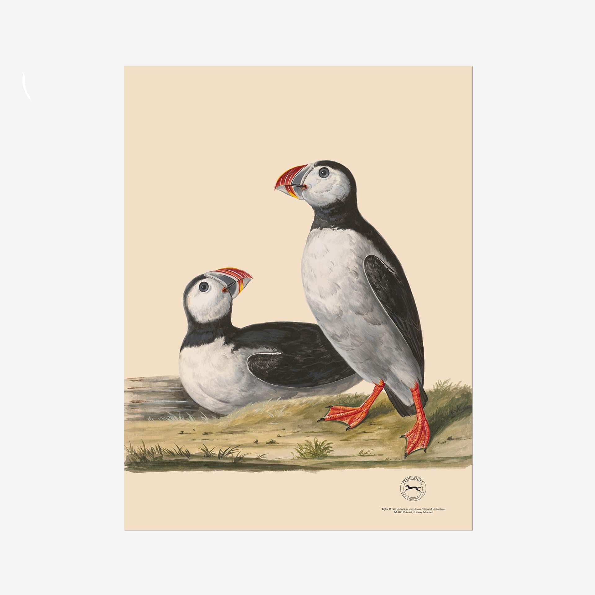 Puffin Fine Art Print - 18in x 24in