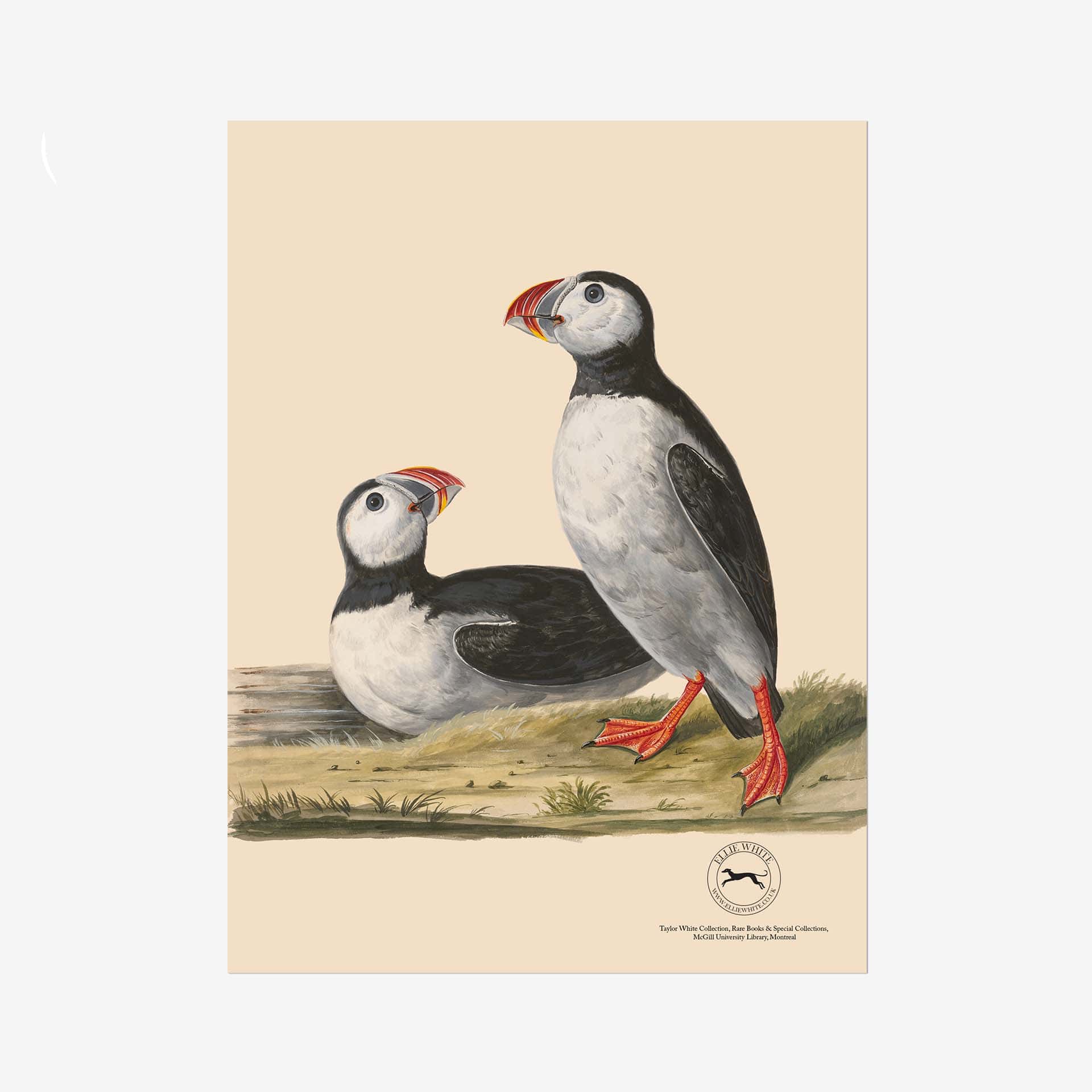 Puffin Fine Art Print - 6in x 8in