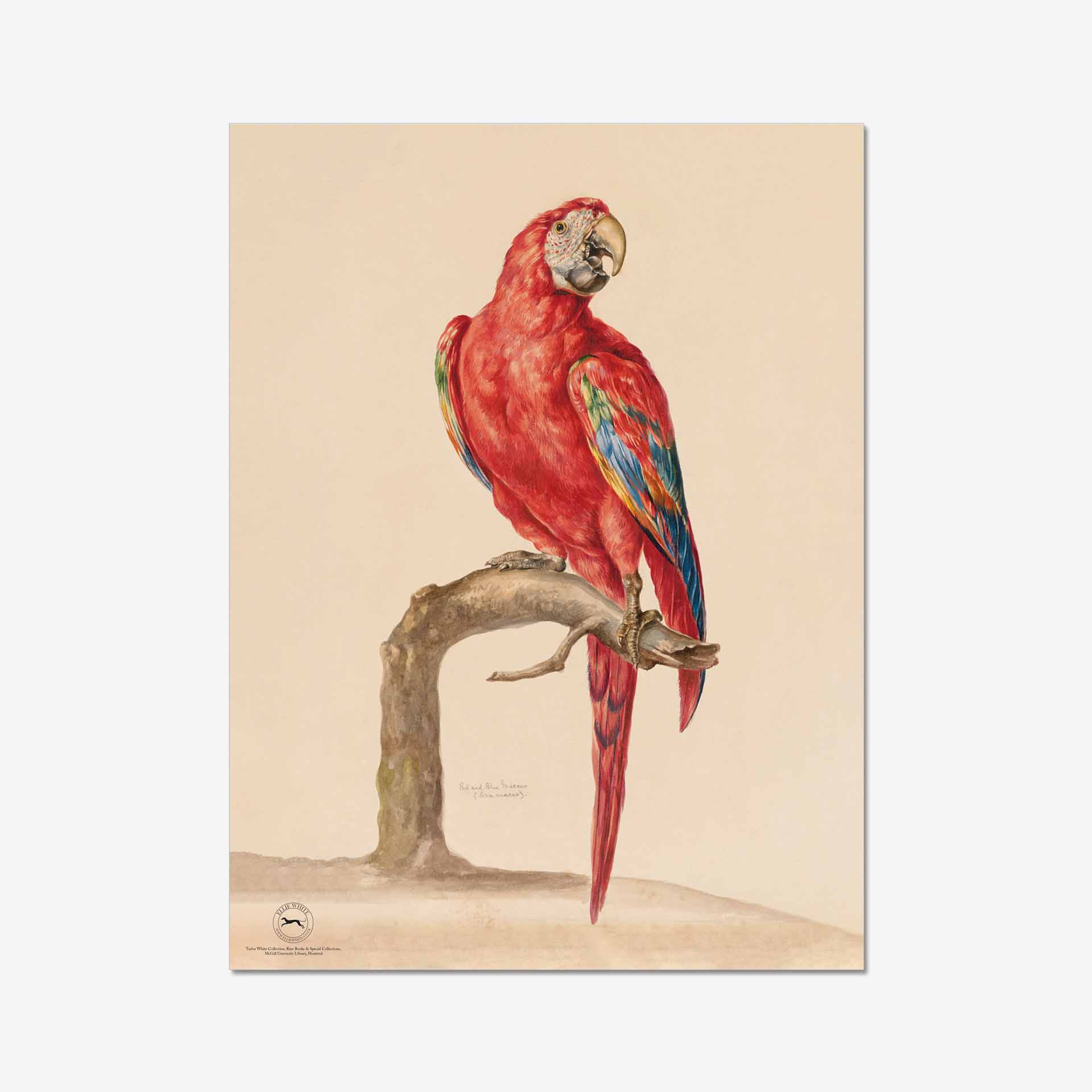 Red & Blue Macaw Fine Art Print