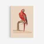 Red & Blue Macaw Journal / Notebook