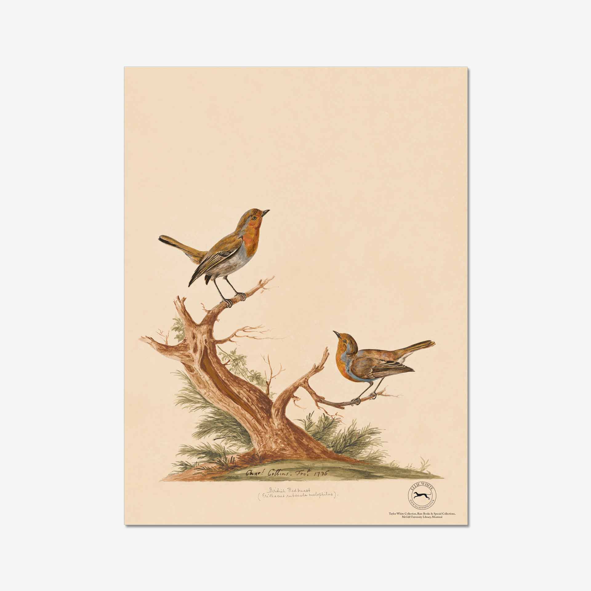 Robin Fine Art Print