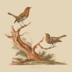 Robin Red Breast Christmas Card | Packs of 10/20/50