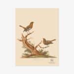 Robin Fine Art Print