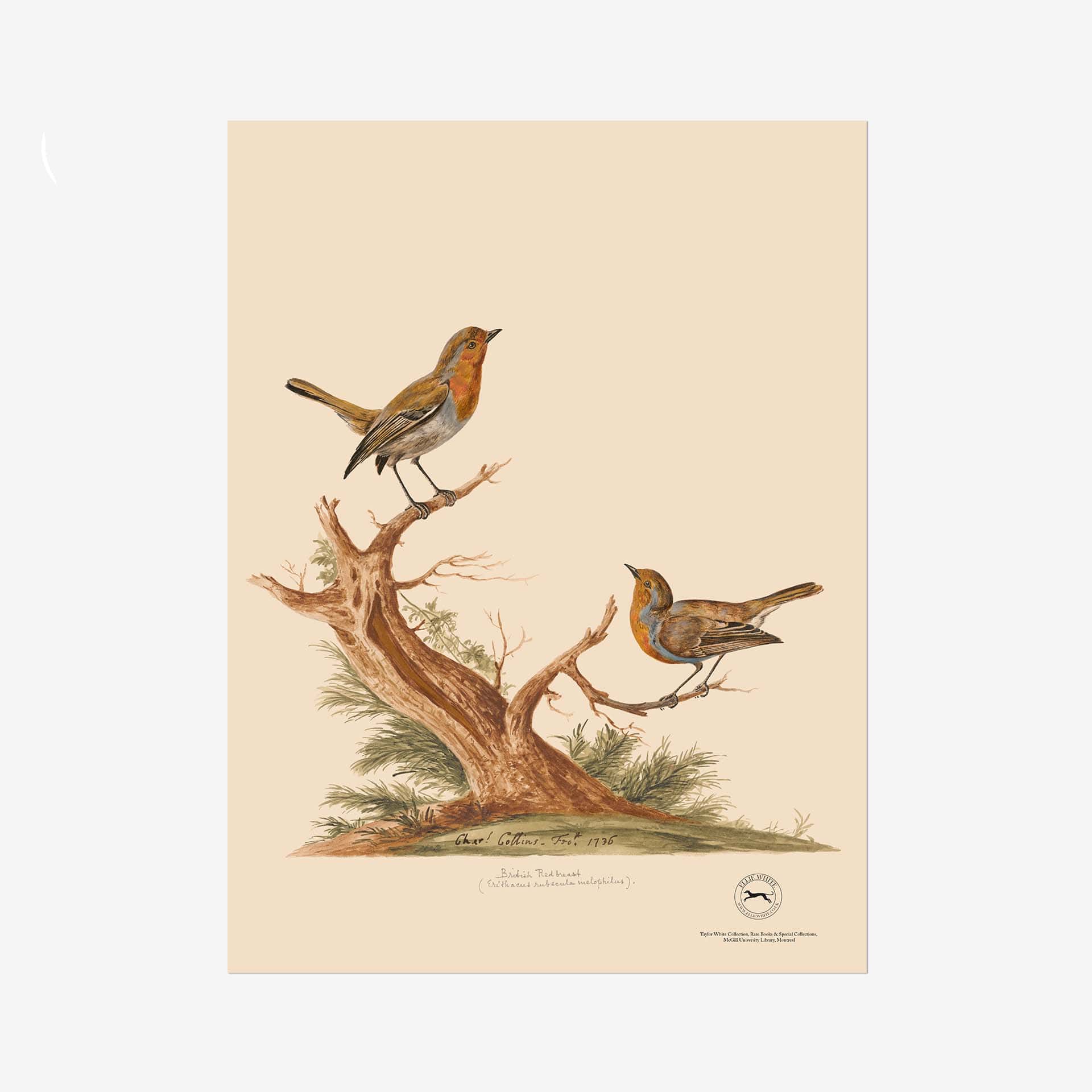 Robin Fine Art Print - 18in x 24in