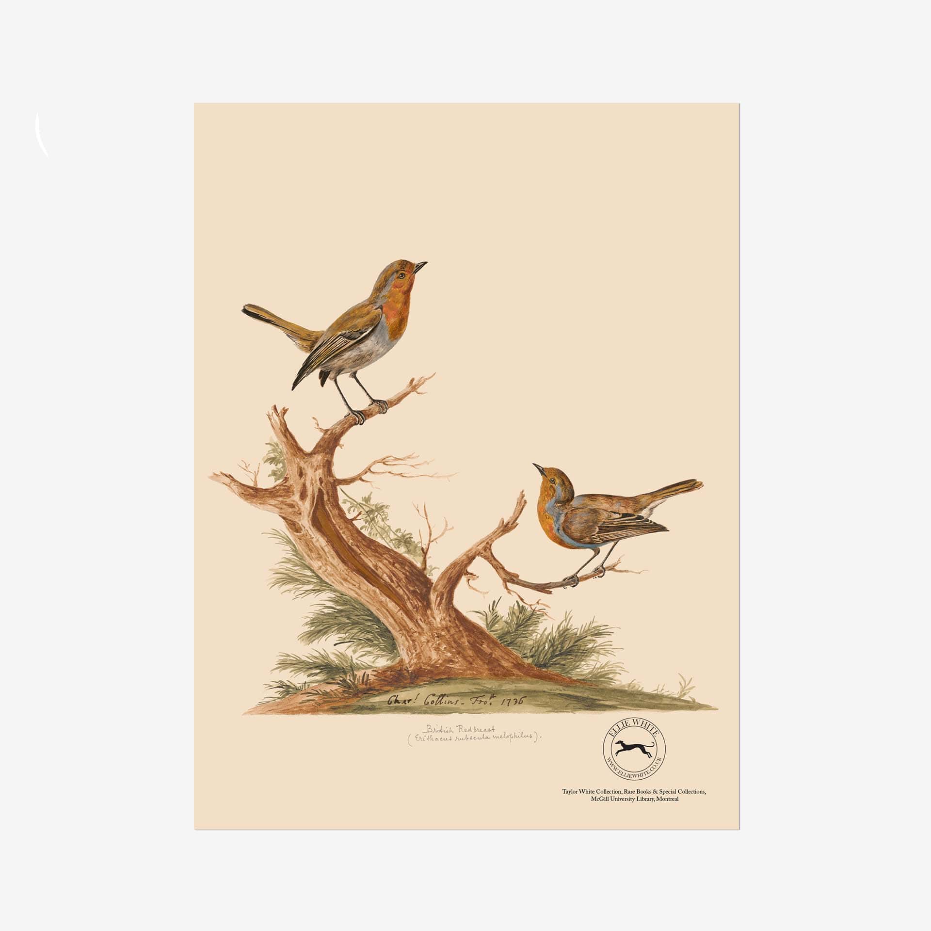 Robin Fine Art Print - 6in x 8in