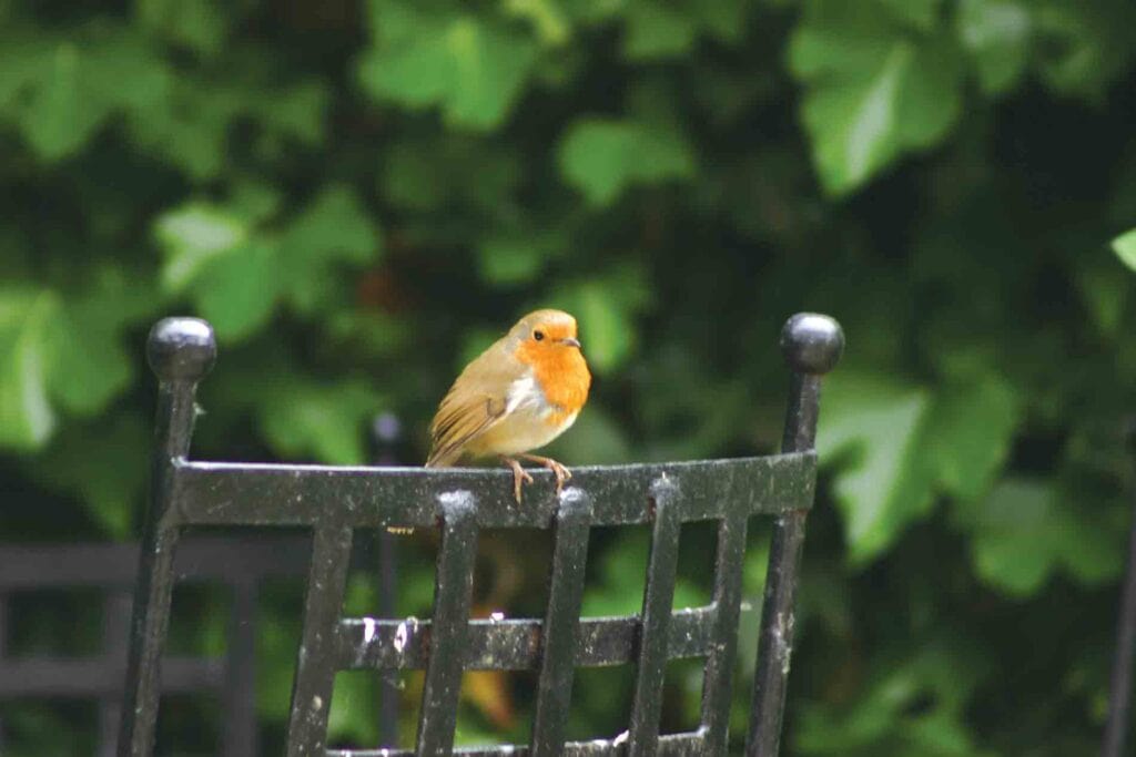 Romeo The Robin