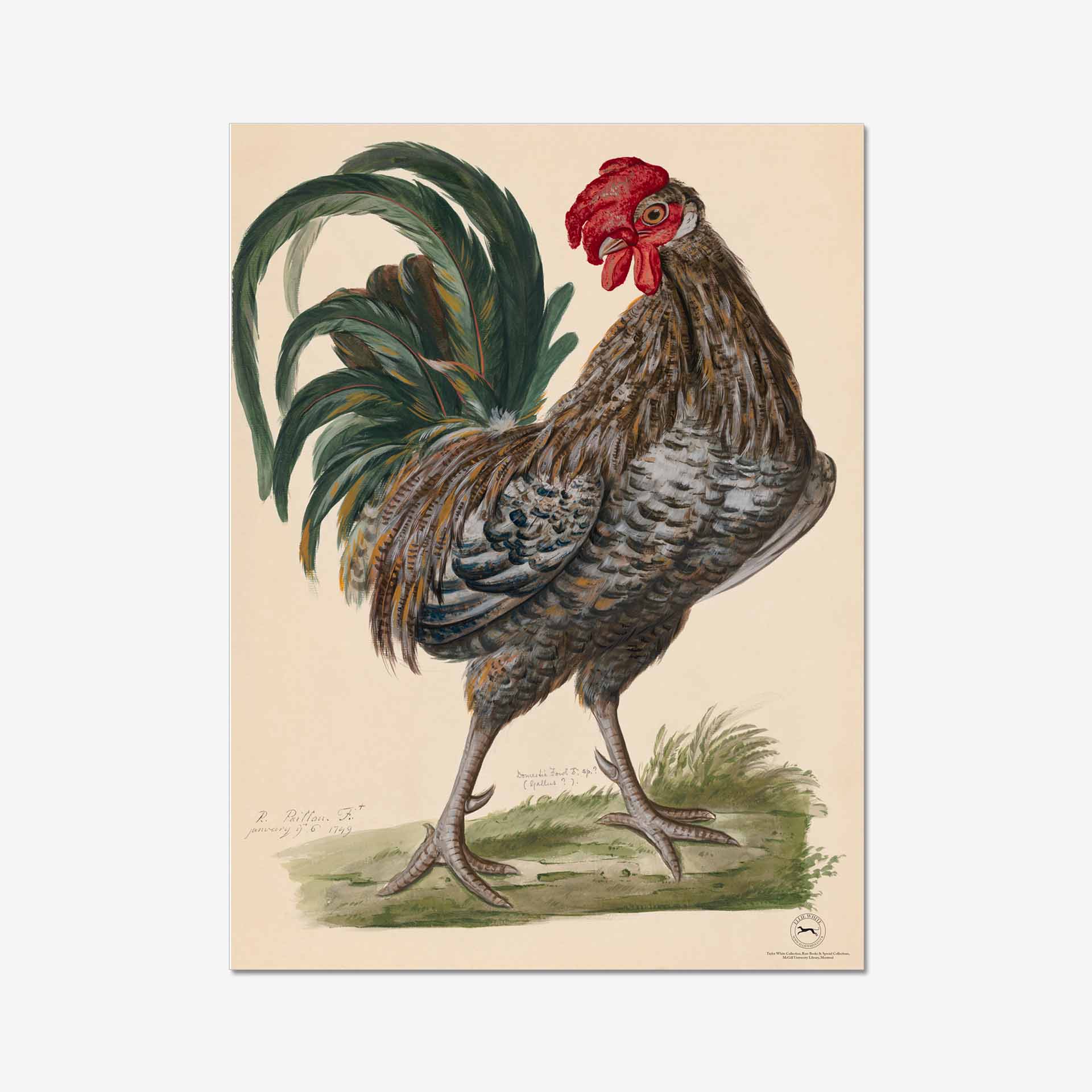 Domestic Fowl Rooster Fine Art Print