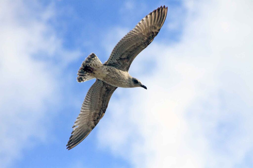 A Seagull Above The Shore