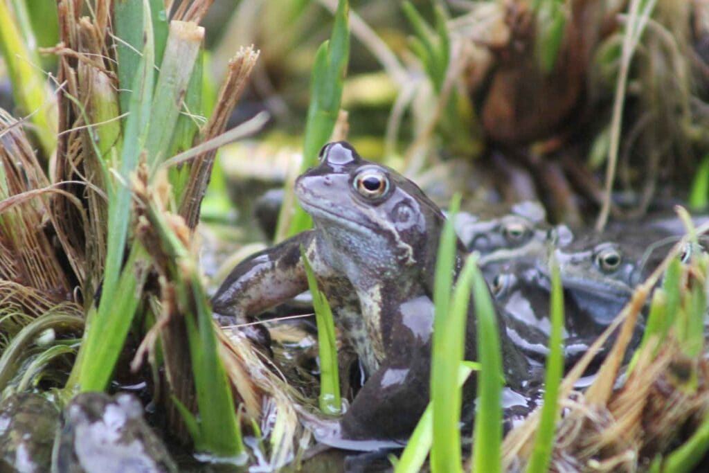 The Frog Prince - Or Is It Princess?