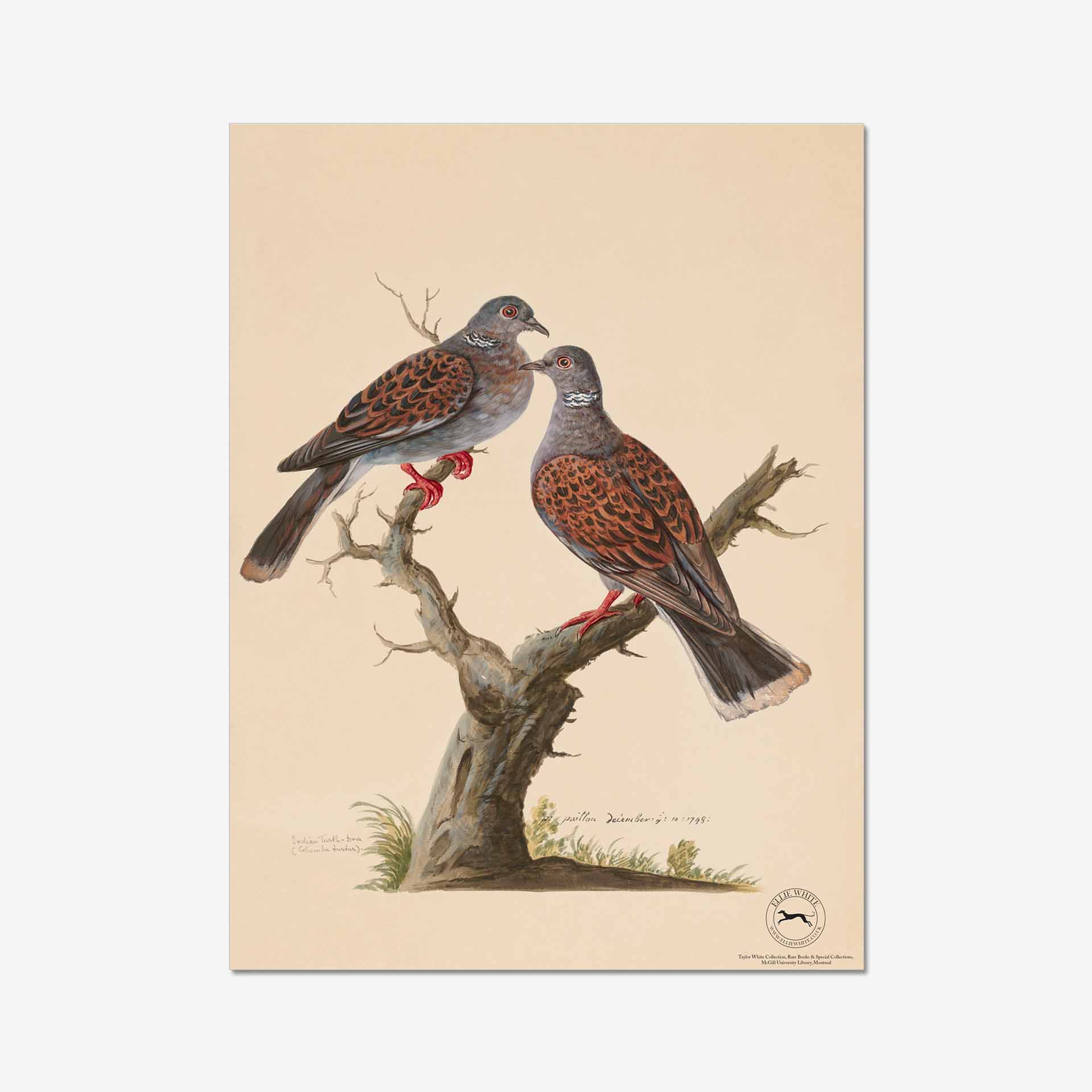 Turtle Dove Fine Art Print
