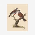 Turtle Dove Fine Art Print