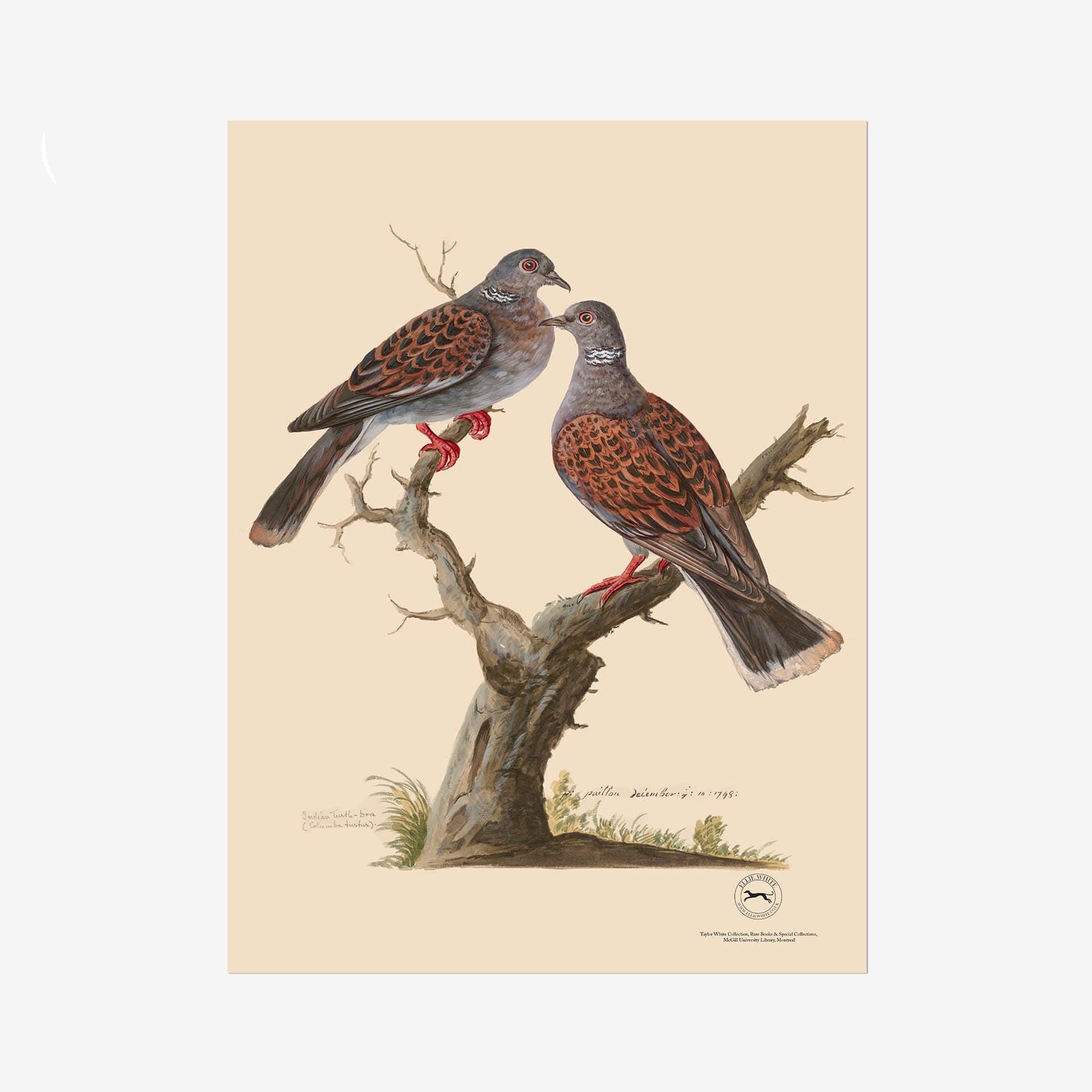 Turtle Doves Fine Art Print - 18in x 24in