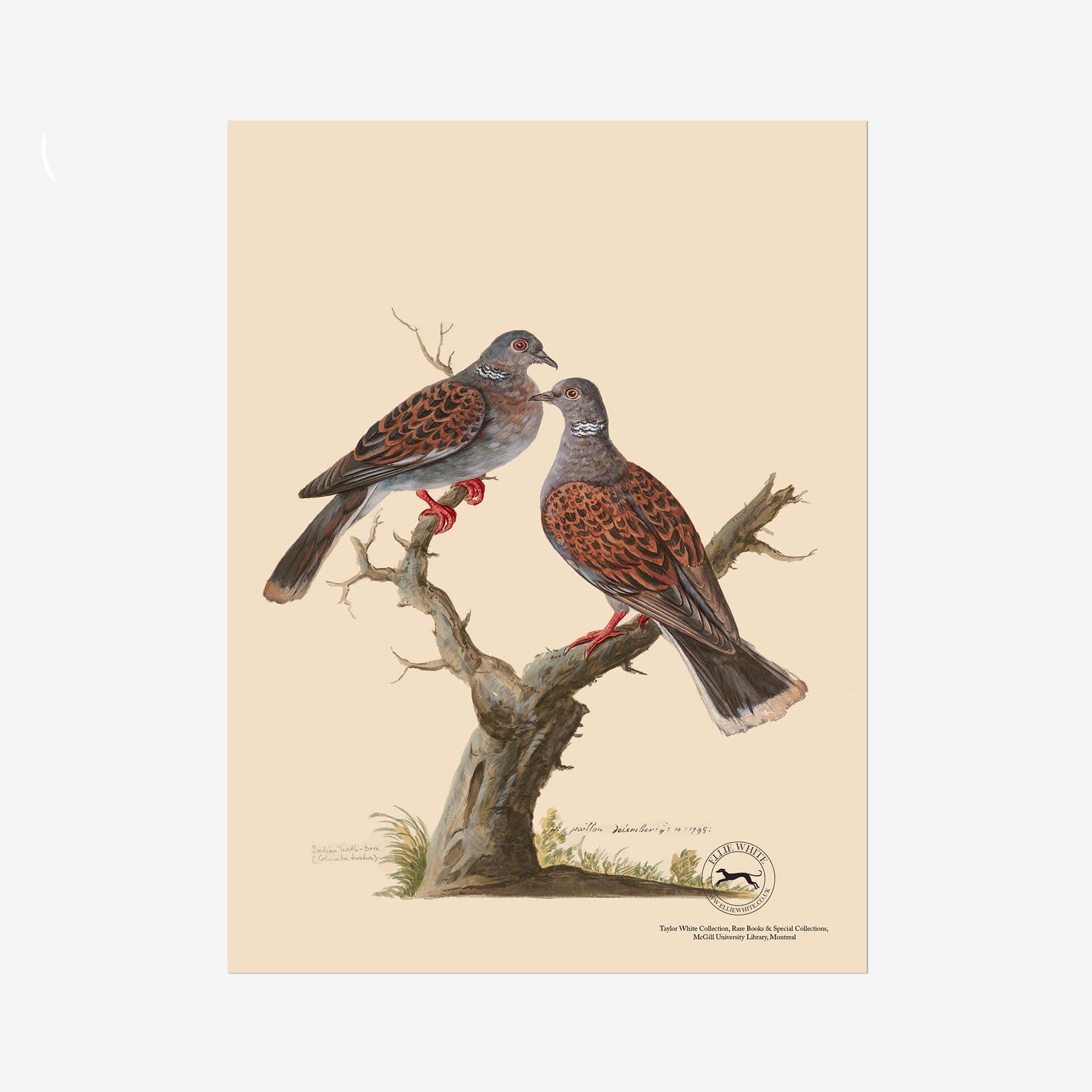 Turtle Doves Fine Art Print - 6in x 8in