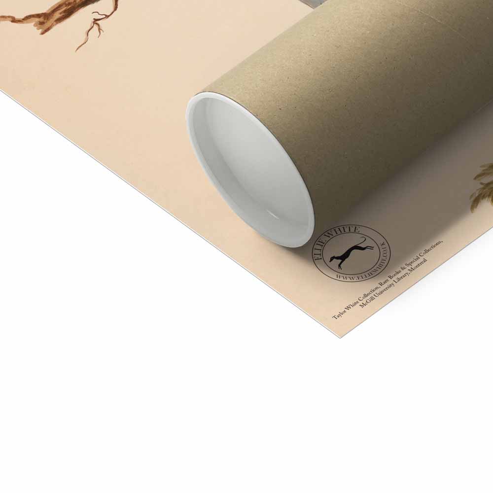 Wood Pigeon Fine Art Print Packaging