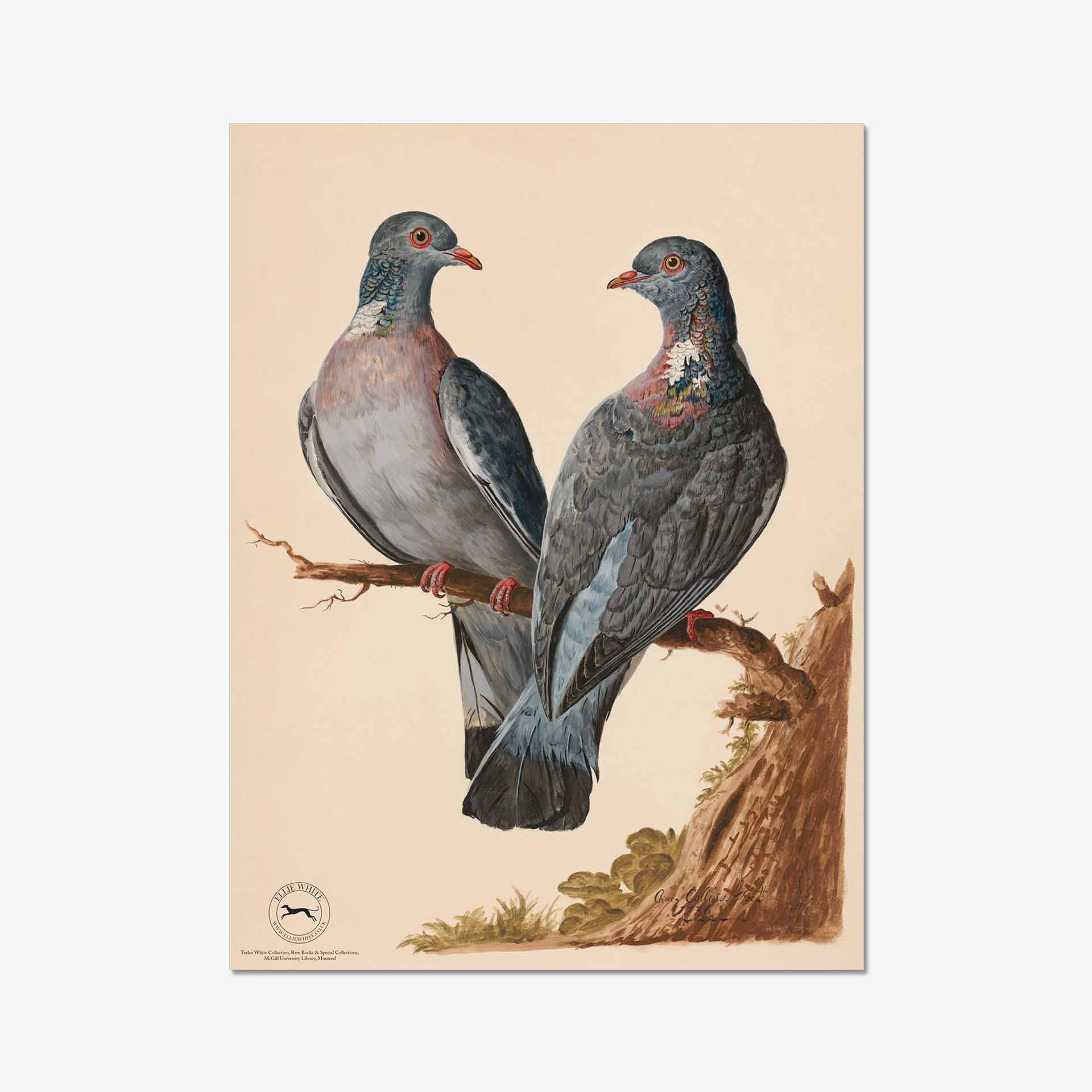 Wood Pigeon Fine Art Print