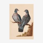 Wood Pigeon Greetings Card | Packs of 10/20/50