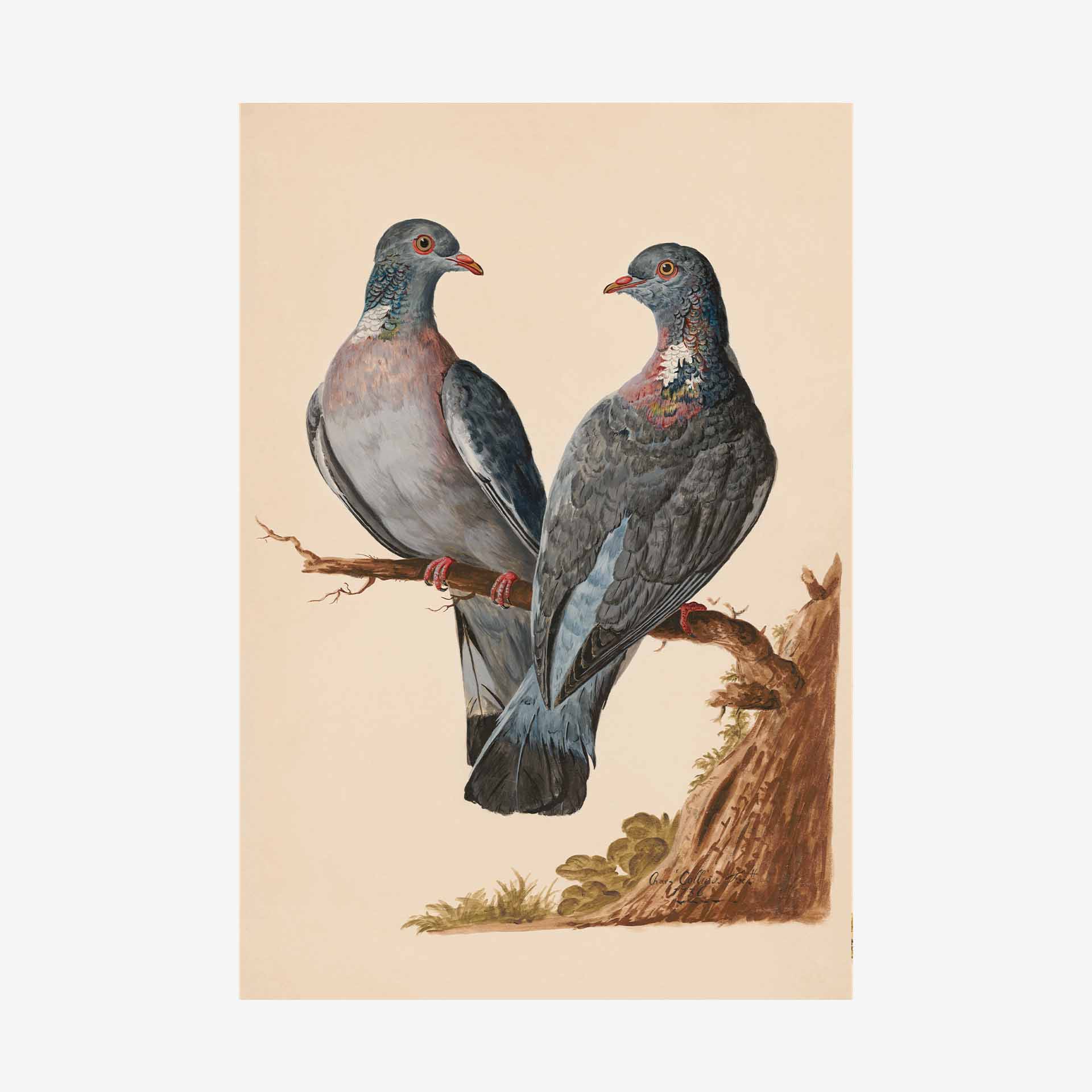 Wood Pigeon Greetings Card | Packs Of 10/20/50