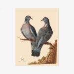 Wood Pigeon Fine Art Print