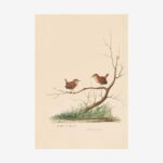 Wren Greetings Card | Packs of 10/20/50
